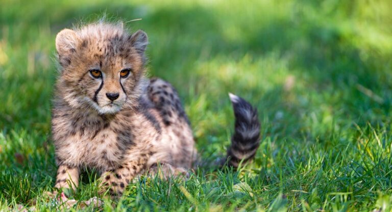 3つのプラグインだけでサイトスピードを改善させた