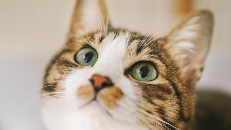 ユーザビリティはコンバージョンしやすいを検討する