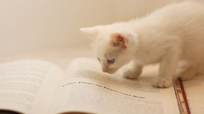 アクセス解析の誤解・勘違い