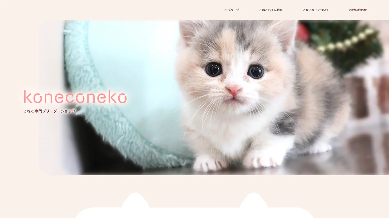 大阪府高槻市のこねこ専門ブリーダーこねこねこ